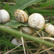 Photo d'Escargot