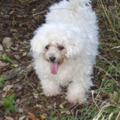 Photo de Bichon  poil fris