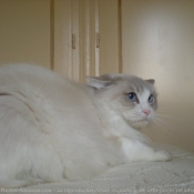 Photo de Ragdoll