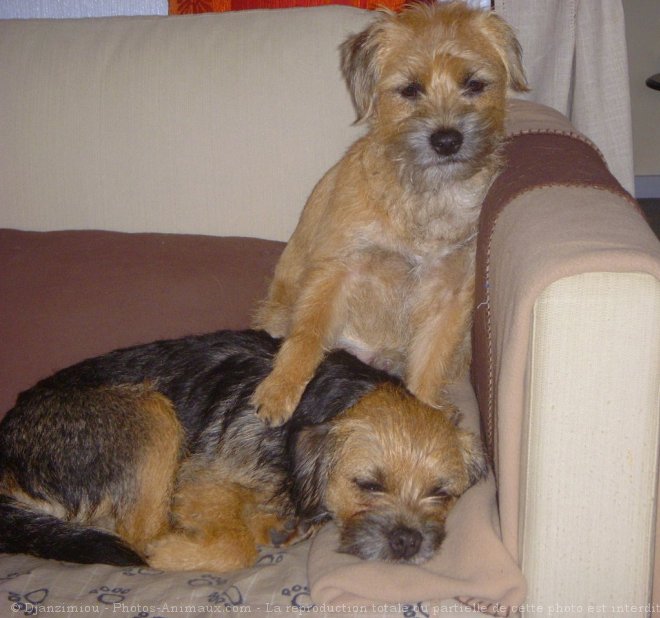 Photo de Border terrier