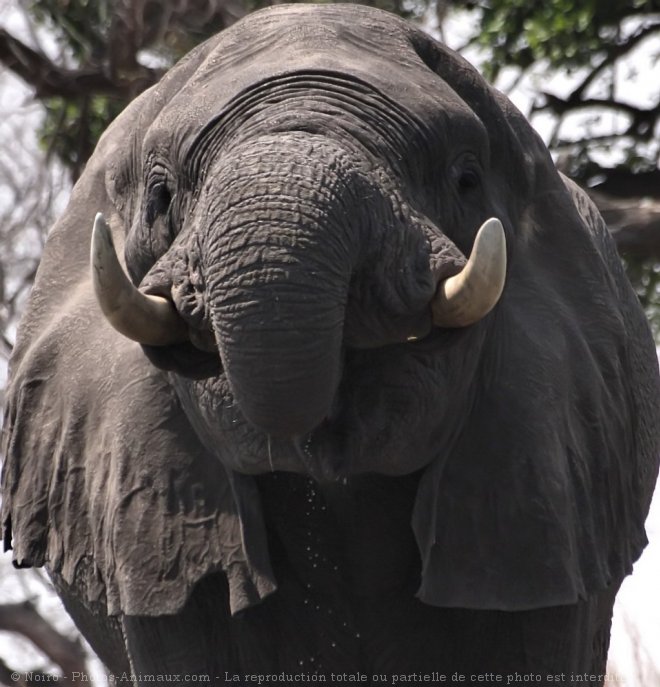 Photo d'Elphant d'afrique