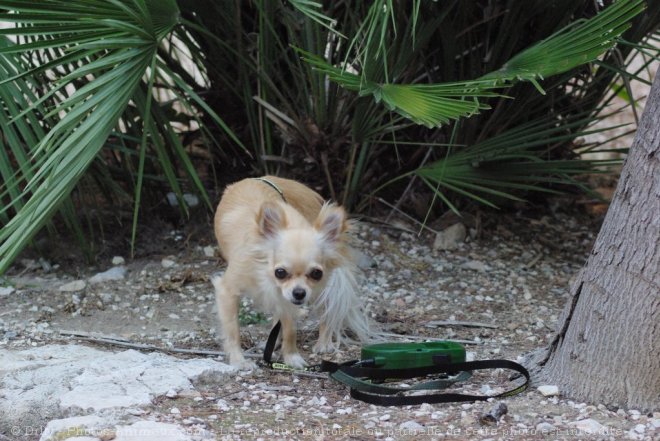 Photo de Chihuahua  poil long