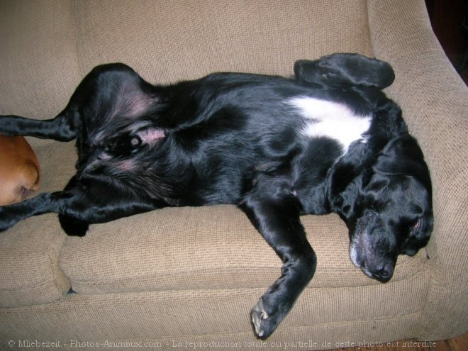 Photo de Labrador retriever