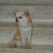 Photo de Chihuahua  poil long