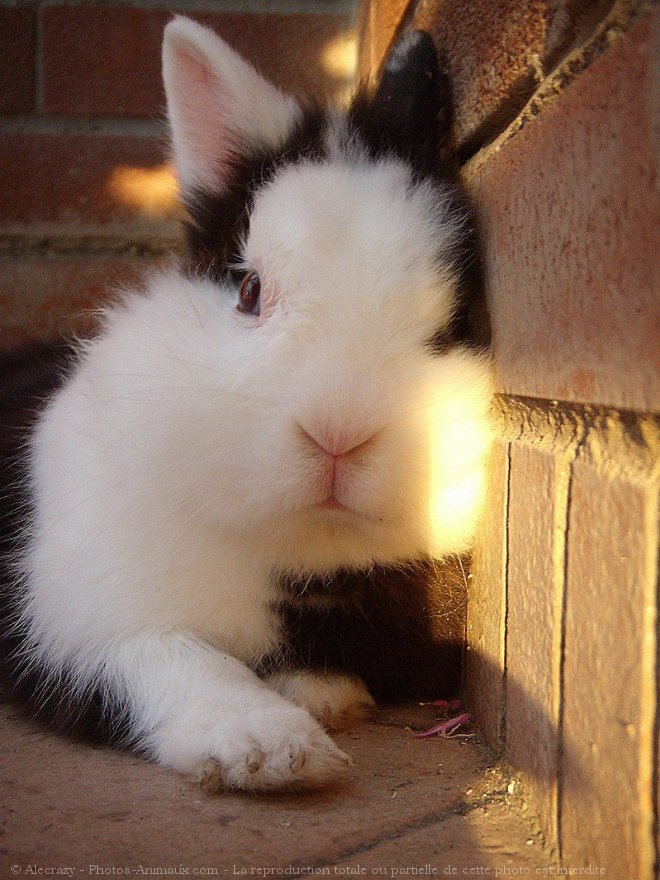 Photo de Lapin