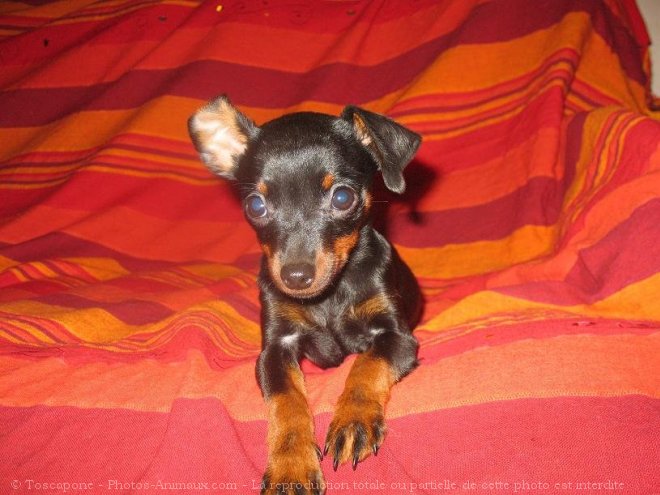 Photo de Pinscher nain