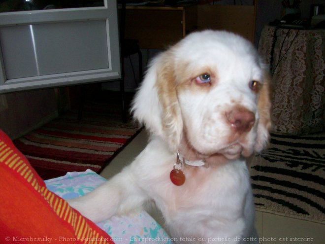 Photo de Clumber spaniel