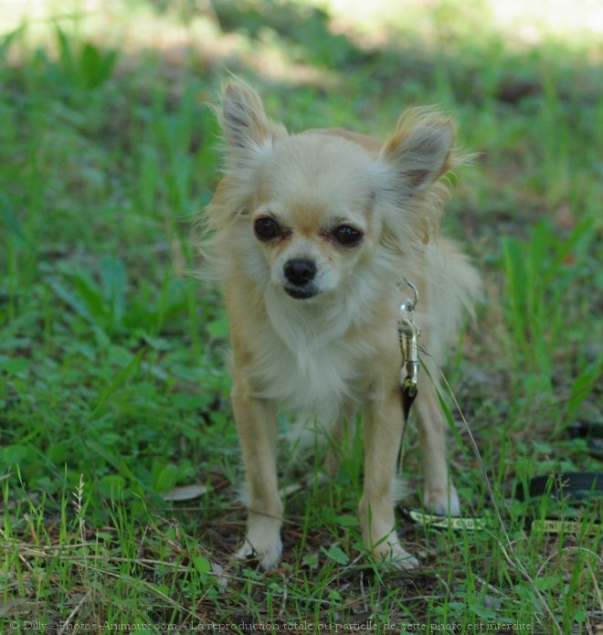 Photo de Chihuahua  poil long