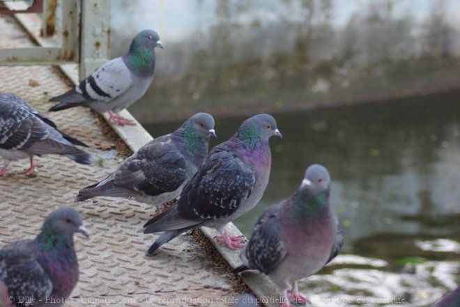 Photo de Pigeon