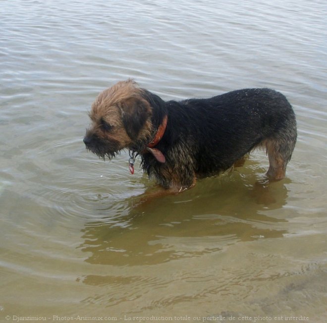 Photo de Border terrier