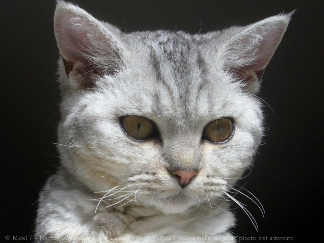 Photo de Selkirk rex poil court