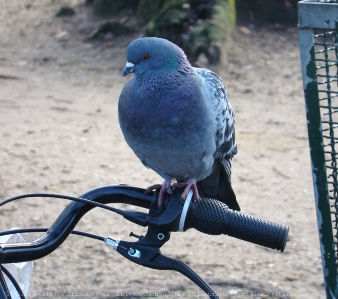 Photo de Pigeon