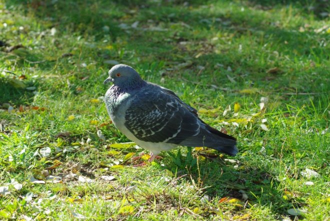 Photo de Pigeon