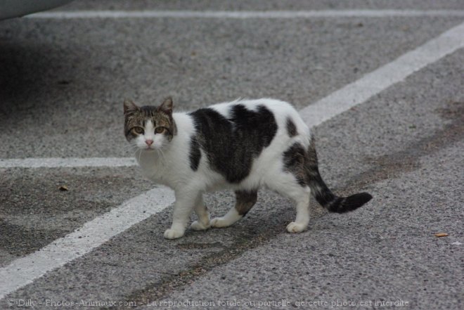 Photo de Chat domestique