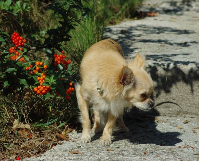 Photo de Chihuahua  poil long