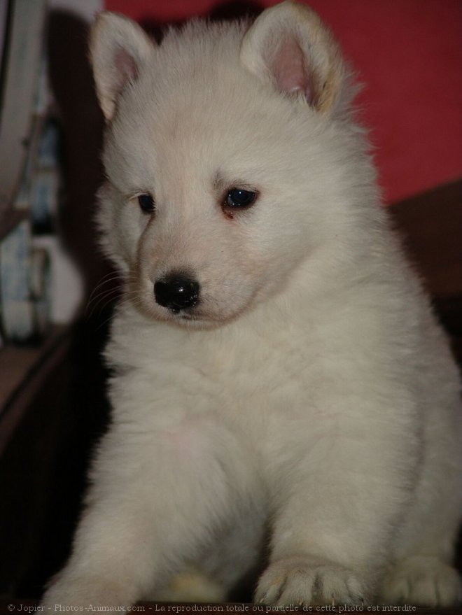 Photo de Berger blanc suisse