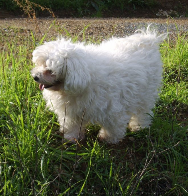 Photo de Bichon maltais