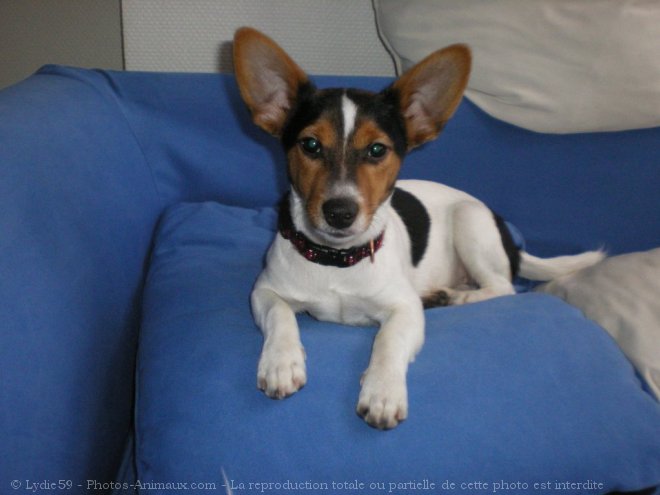 Photo de Jack russell terrier