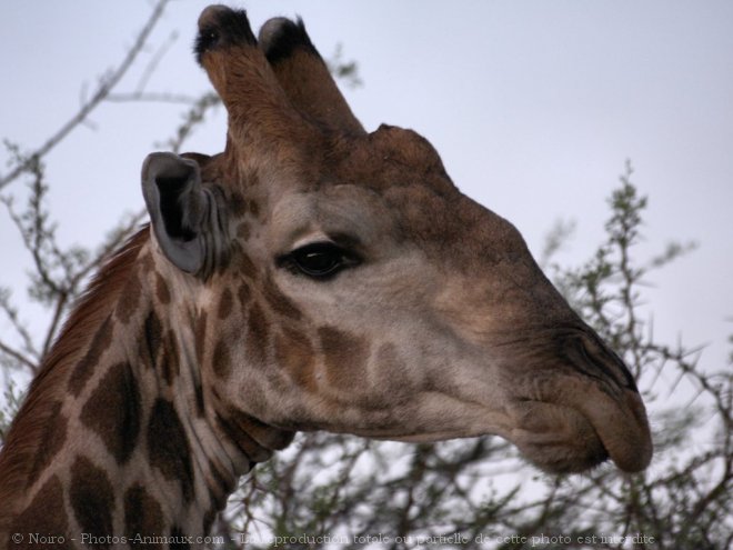 Photo de Girafe