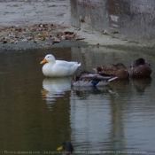 Photo de Canard colvert