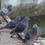 Photo de Pigeon