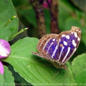 Photo de Papillon