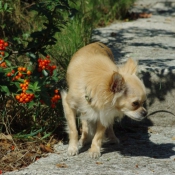 Photo de Chihuahua  poil long