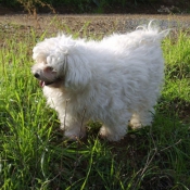 Photo de Bichon maltais