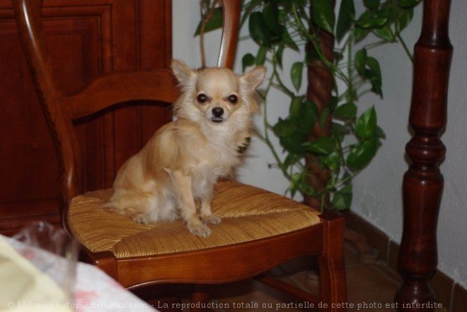 Photo de Chihuahua  poil court