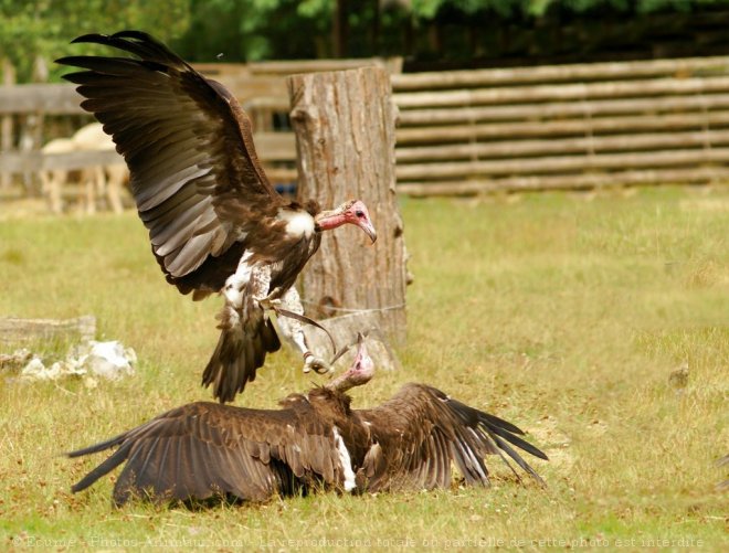 Photo de Vautour charognard