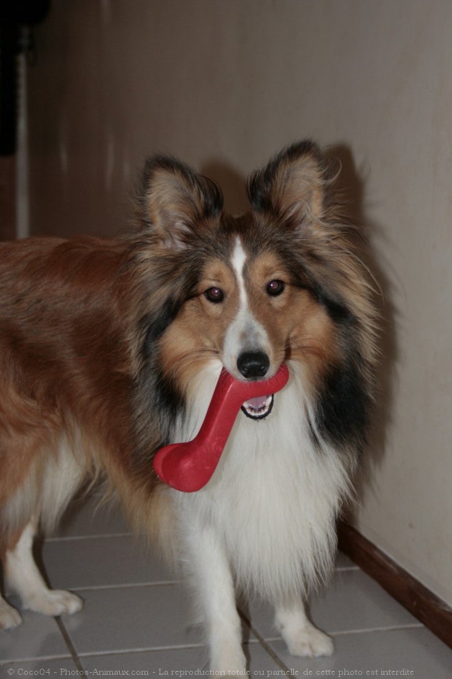 Photo de Chien de berger des shetland