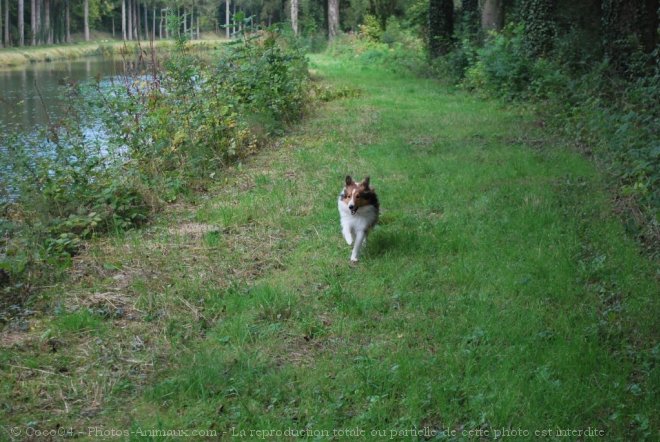 Photo de Chien de berger des shetland