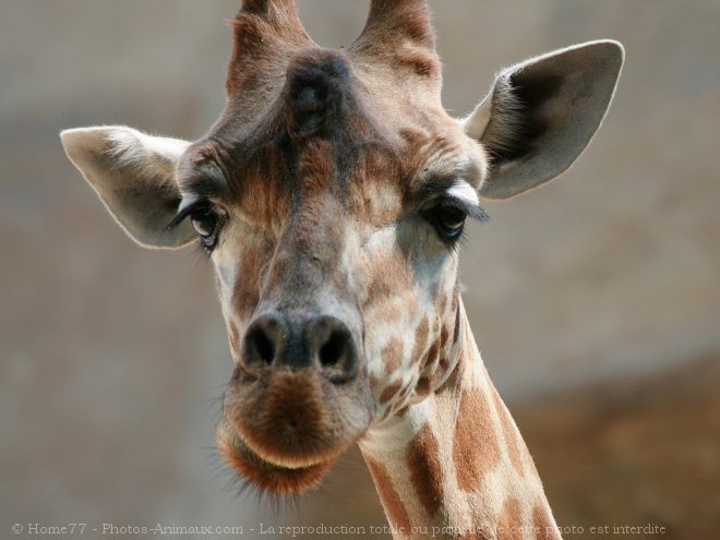 Photo de Girafe