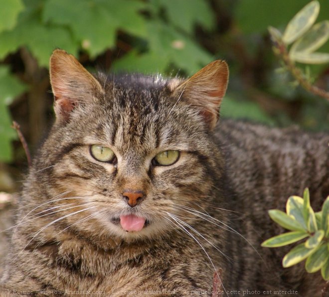 Photo de Chat domestique