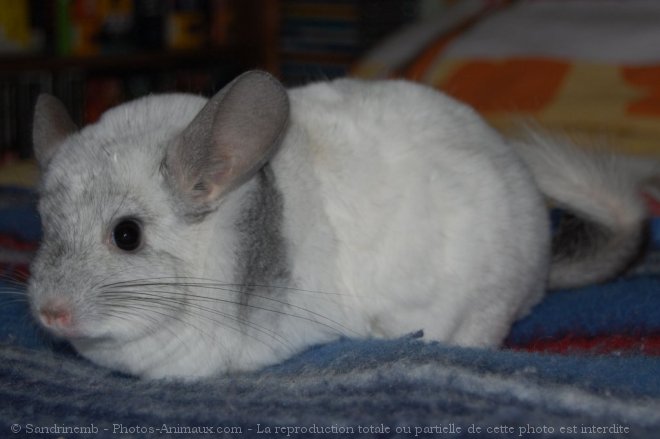 Photo de Chinchilla