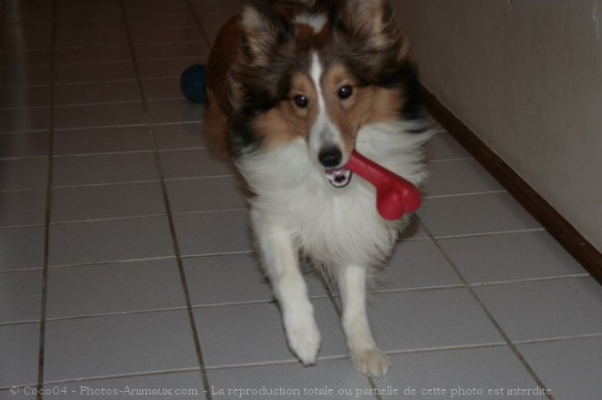 Photo de Chien de berger des shetland