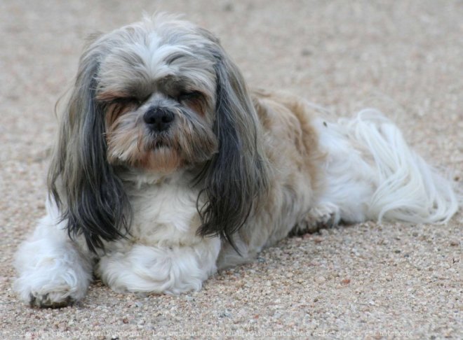 Photo de Shih tzu