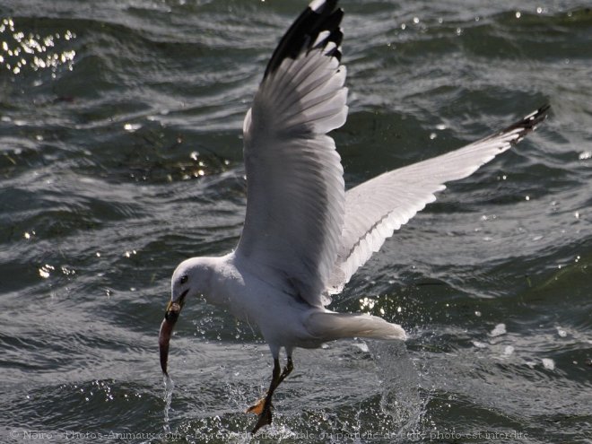 Photo de Mouette