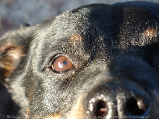 Photo de Rottweiler