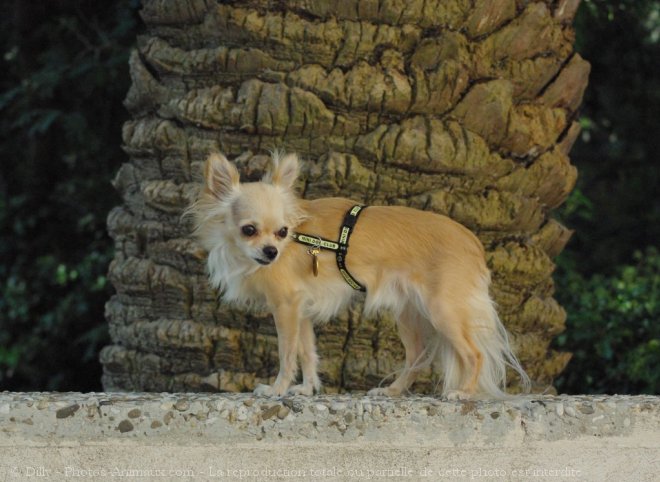 Photo de Chihuahua  poil long