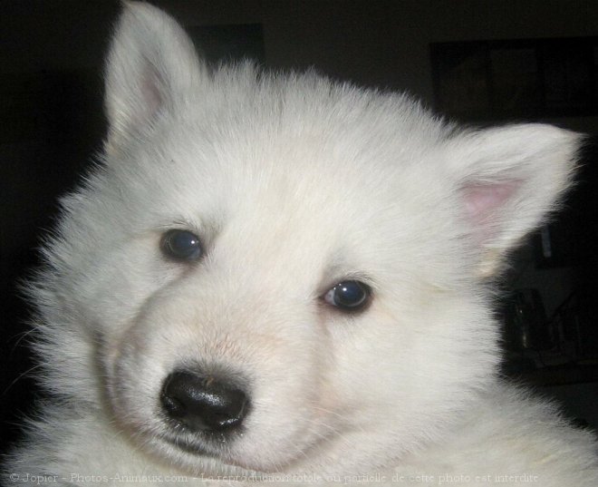 Photo de Berger blanc suisse