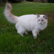 Photo de Ragdoll