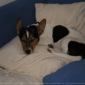 Photo de Jack russell terrier