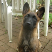 Photo de Berger belge malinois