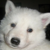 Photo de Berger blanc suisse