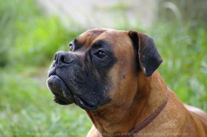 Photo de Boxer