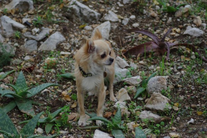 Photo de Chihuahua  poil long