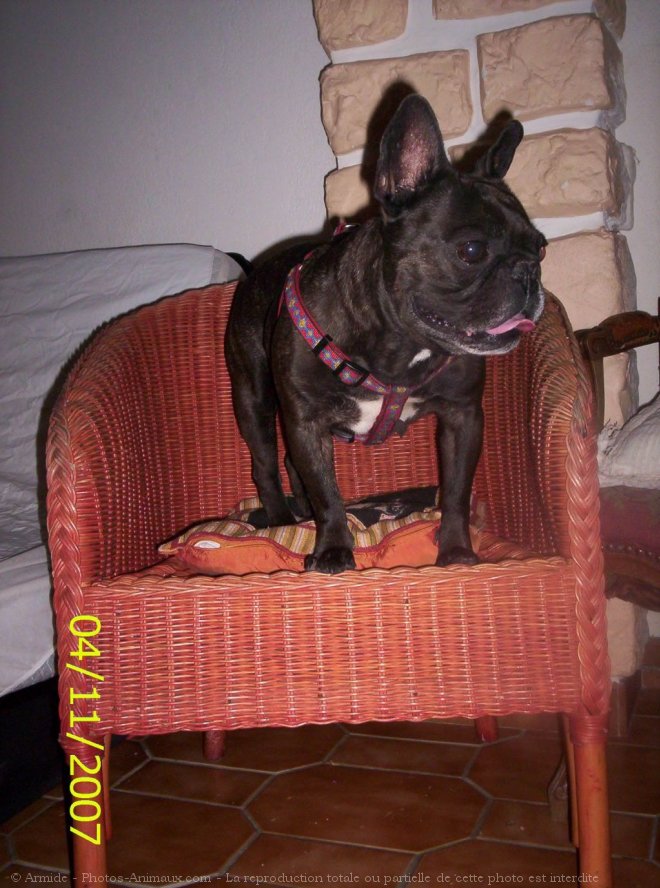 Photo de Bouledogue franais