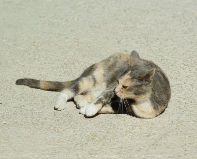 Photo de Chat domestique