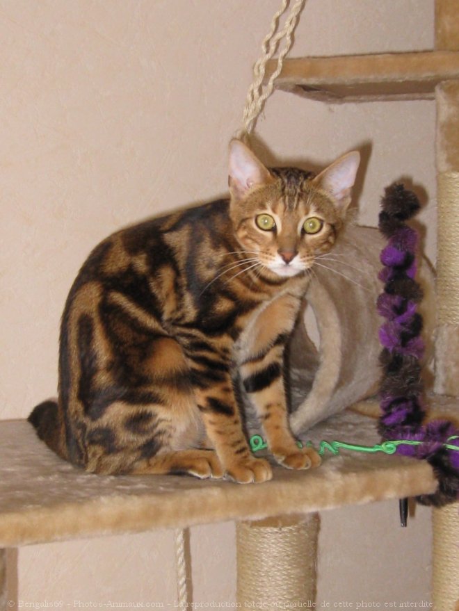 Photo de Bengal